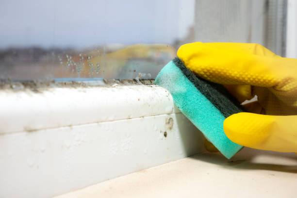 Best Toxic Mold Removal  in La Grande, OR